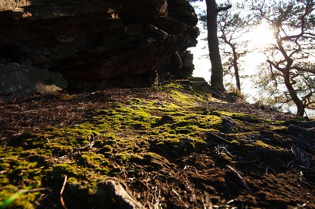 Free download Sun Nature Moss -  free photo or picture to be edited with GIMP online image editor