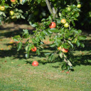 Sunny apple orchard  screen for extension Chrome web store in OffiDocs Chromium