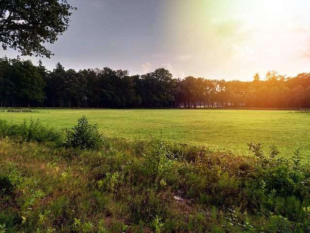 Gratis download Sunny Evening Nature - gratis foto of afbeelding om te bewerken met GIMP online afbeeldingseditor