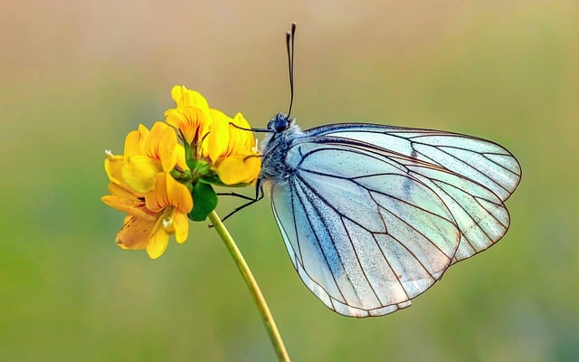 Free download sunny shiny vibrant noon butterfly free picture to be edited with GIMP free online image editor
