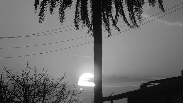 Free download Sun Palm Cable -  free illustration to be edited with GIMP free online image editor