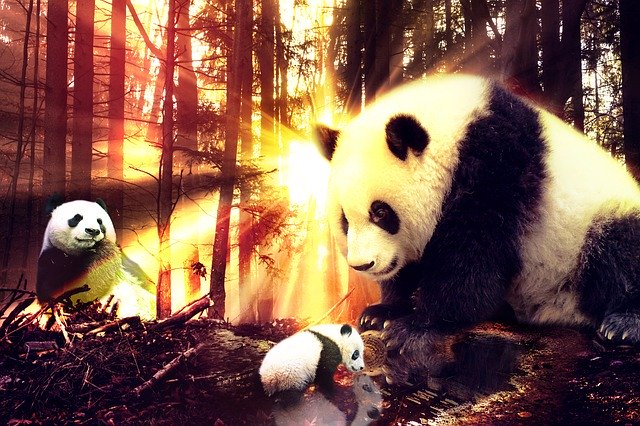 Unduh gratis Sun Panda Forest - foto atau gambar gratis untuk diedit dengan editor gambar online GIMP