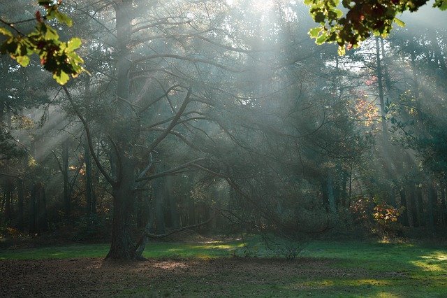 הורדה חינם Sun Rays Forest - תמונה או תמונה בחינם לעריכה עם עורך התמונות המקוון GIMP