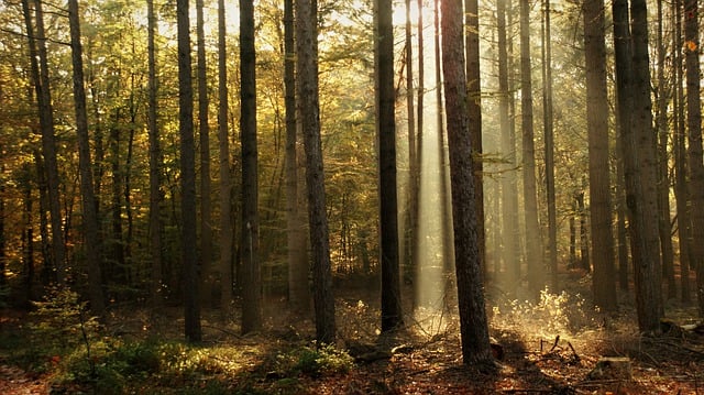 Free graphic sun rays forests light mysterious to be edited by GIMP free image editor by OffiDocs