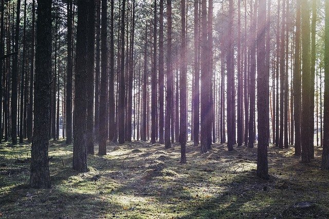 Gratis download Sun Rays Sunbeams Forest - gratis foto of afbeelding om te bewerken met de online GIMP-afbeeldingseditor