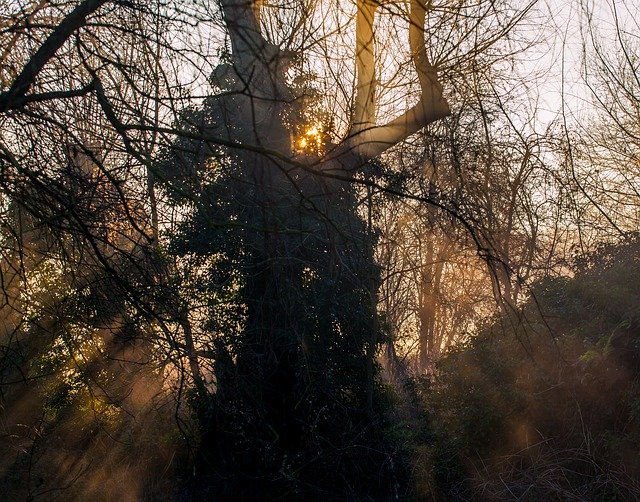 무료 다운로드 Sunrays Sun Through Mist - 무료 사진 또는 GIMP 온라인 이미지 편집기로 편집할 수 있는 사진