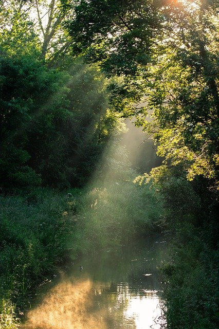 Free download Sunrays Through Trees Sun Rays -  free photo or picture to be edited with GIMP online image editor