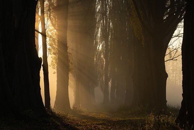 Free download sunrays trees sun rays light free picture to be edited with GIMP free online image editor
