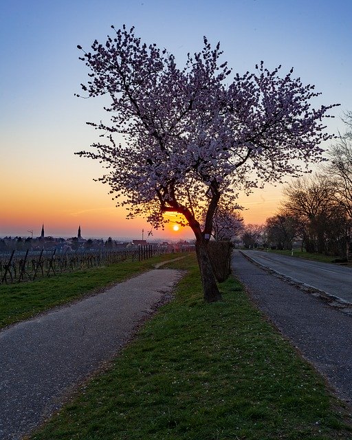 Free picture Sunrise Almonds Spring -  to be edited by GIMP free image editor by OffiDocs