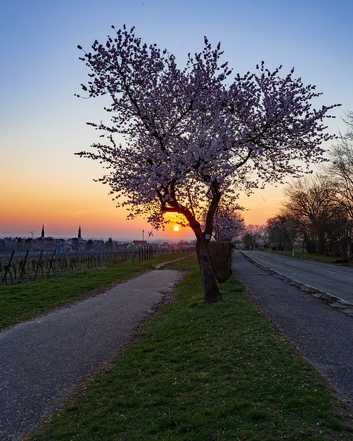 免费下载 Sunrise Almonds Spring - 使用 GIMP 在线图像编辑器编辑的免费照片或图片