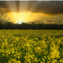 Sunrise and flower field  screen for extension Chrome web store in OffiDocs Chromium