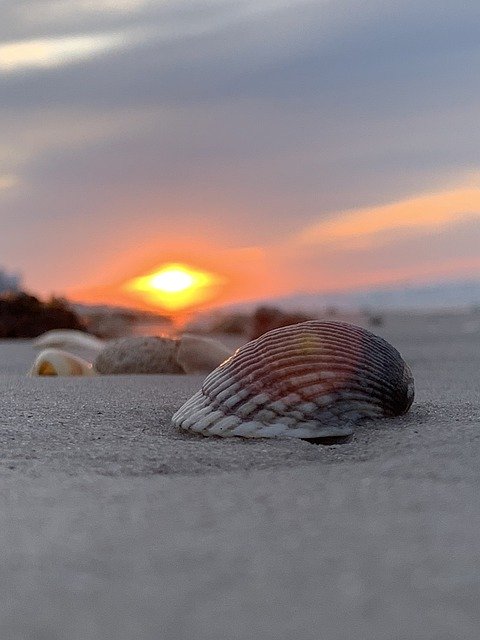 Muat turun percuma Sunrise Beach Shell - foto atau gambar percuma untuk diedit dengan editor imej dalam talian GIMP