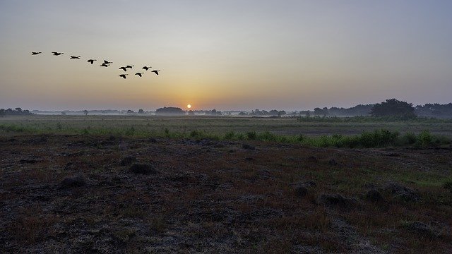Free picture Sunrise Birds Landscape -  to be edited by GIMP free image editor by OffiDocs