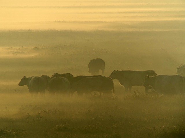 Free picture Sunrise Cows Area -  to be edited by GIMP free image editor by OffiDocs