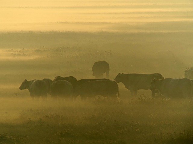 Free download Sunrise Cows Area -  free photo or picture to be edited with GIMP online image editor