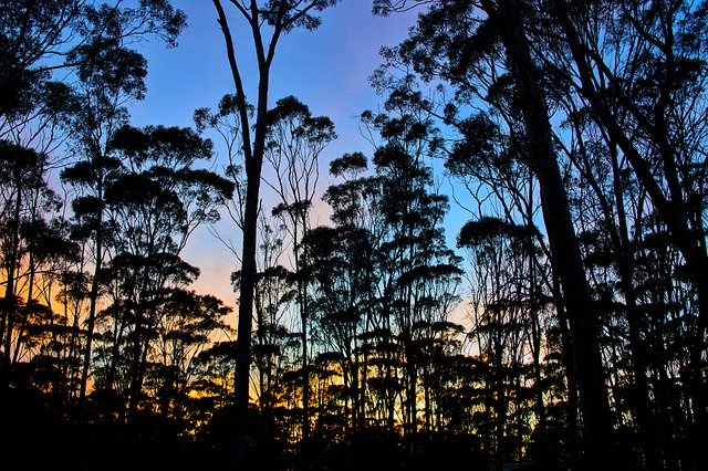 Free picture Sunrise Dryandra Woodlands -  to be edited by GIMP free image editor by OffiDocs