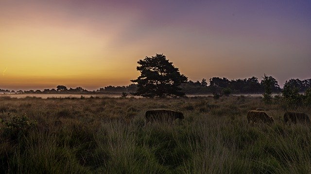 Free picture Sunrise Galoway Cattle -  to be edited by GIMP free image editor by OffiDocs