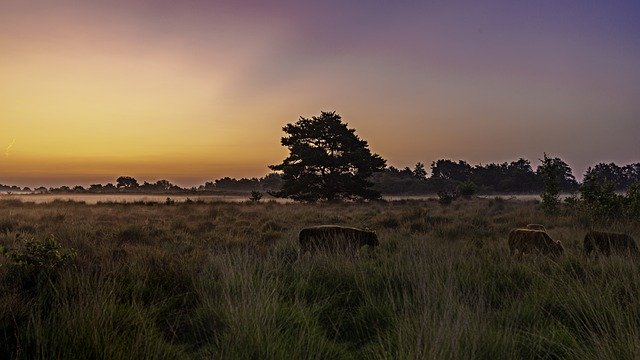 Gratis download Sunrise Galoway Cattle - gratis foto of afbeelding om te bewerken met GIMP online afbeeldingseditor