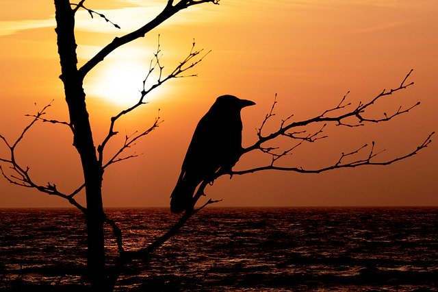 Gratis download Sunrise Hood Crow Bird Grey - gratis foto of afbeelding om te bewerken met de online GIMP-afbeeldingseditor