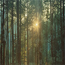 Sunrise Interface In Wild Forest  screen for extension Chrome web store in OffiDocs Chromium