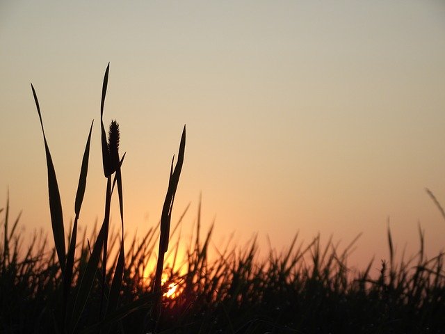 Free download Sunrise Meadow Nature -  free photo or picture to be edited with GIMP online image editor
