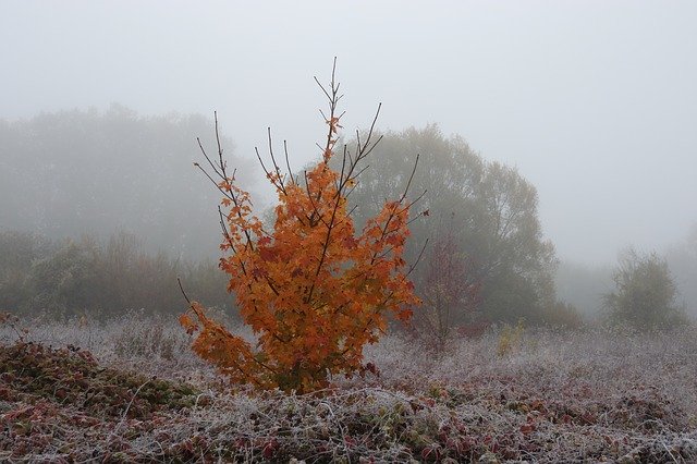 Безкоштовно завантажте Sunrise Mist Autumn Leaves - безкоштовну фотографію або зображення для редагування за допомогою онлайн-редактора зображень GIMP