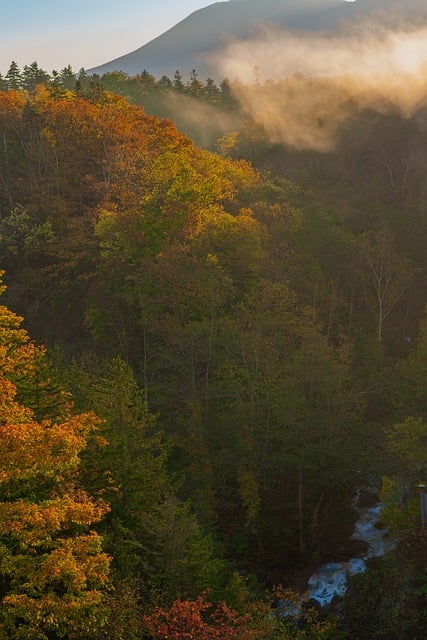 Free download sunrise morning mist forest free picture to be edited with GIMP free online image editor