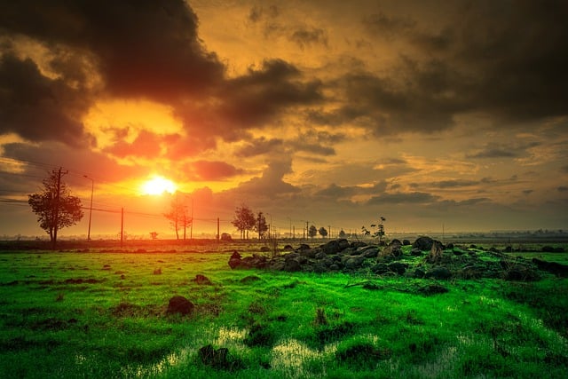 Free download sunrise paddy rice boost colorful free picture to be edited with GIMP free online image editor
