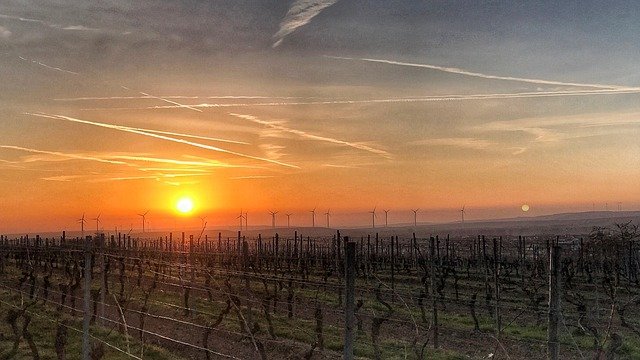 Free download sunrise rheinhessen vineyards free picture to be edited with GIMP free online image editor