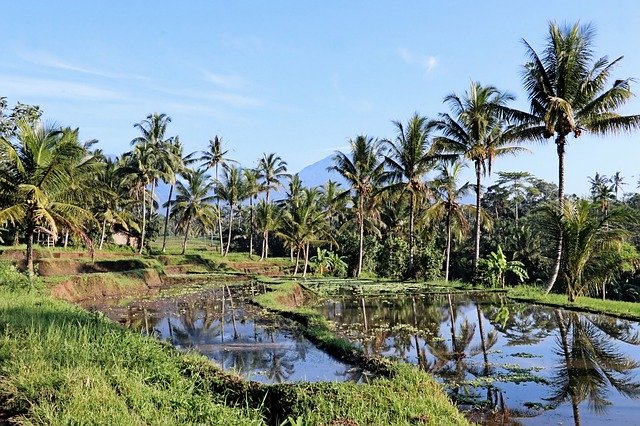 Téléchargement gratuit de Sunrise Rice Field Palm Trees - photo ou image gratuite à éditer avec l'éditeur d'images en ligne GIMP