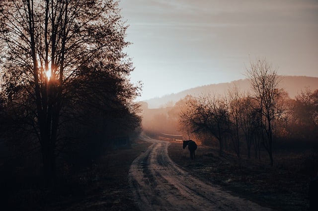 Free download sunrise road trees nature fog free picture to be edited with GIMP free online image editor