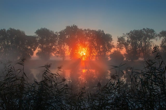 Baixe gratuitamente a imagem gratuita do nascer do sol, pôr do sol, floresta, luz solar, para ser editada com o editor de imagens on-line gratuito do GIMP