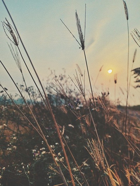 Ücretsiz indir Sunrise Sunset Grass - GIMP çevrimiçi resim düzenleyici ile düzenlenecek ücretsiz fotoğraf veya resim