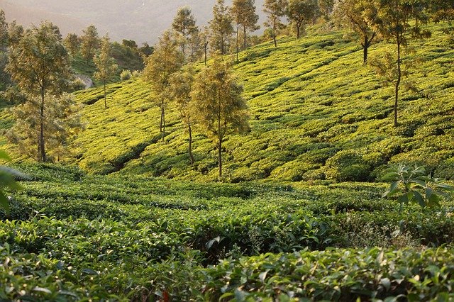 Muat turun percuma Sunrise Tea Travel - foto atau gambar percuma untuk diedit dengan editor imej dalam talian GIMP