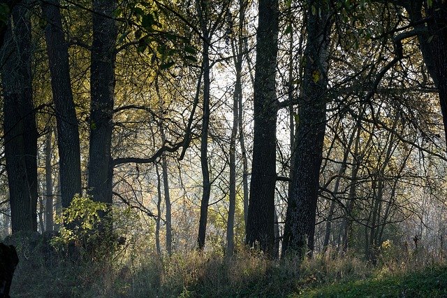 Muat turun percuma Sunrise The Rays Light - foto atau gambar percuma untuk diedit dengan editor imej dalam talian GIMP