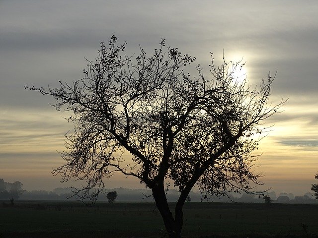 تنزيل Sunrise Tree Landscape مجانًا - صورة مجانية أو صورة لتحريرها باستخدام محرر الصور عبر الإنترنت GIMP