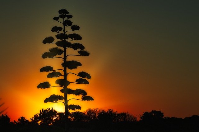 Free picture Sunrise Tree Nature -  to be edited by GIMP free image editor by OffiDocs