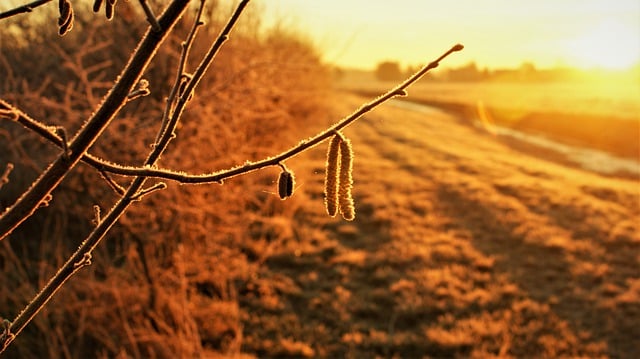 Free download sunrise twig frost golden hour free picture to be edited with GIMP free online image editor