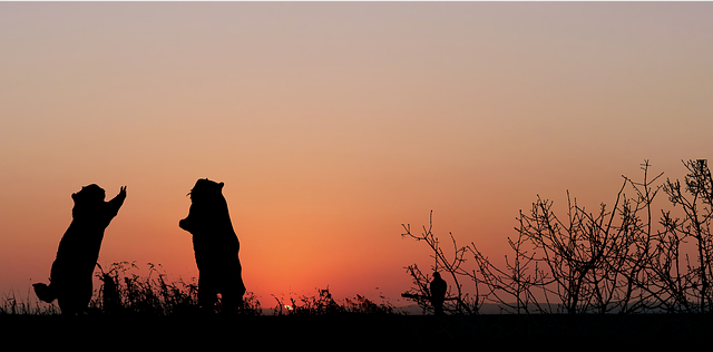 Template Photo Sunset Animals Prairie Dogs -  for OffiDocs