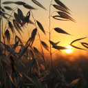 Sunset behind the bamboo grove  screen for extension Chrome web store in OffiDocs Chromium