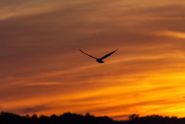 Free download sunset bird gull mood ornithology free picture to be edited with GIMP free online image editor
