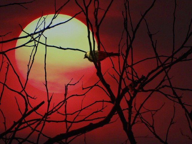 Ücretsiz indir Sunset Bird Nature - GIMP çevrimiçi resim düzenleyici ile düzenlenecek ücretsiz fotoğraf veya resim