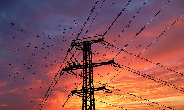 Template Photo Sunset Birds Nature -  for OffiDocs