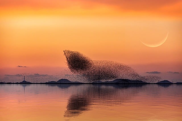 Free download sunset birds sea lighting moon free picture to be edited with GIMP free online image editor
