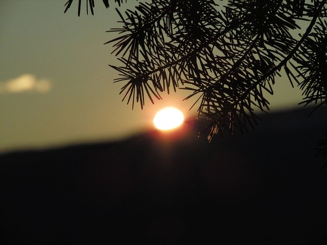 Template Photo Sunset Branch Needles -  for OffiDocs