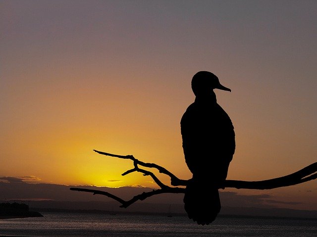 הורדה חינם של Sunset Cormorant Bird - תמונה או תמונה בחינם לעריכה עם עורך התמונות המקוון GIMP