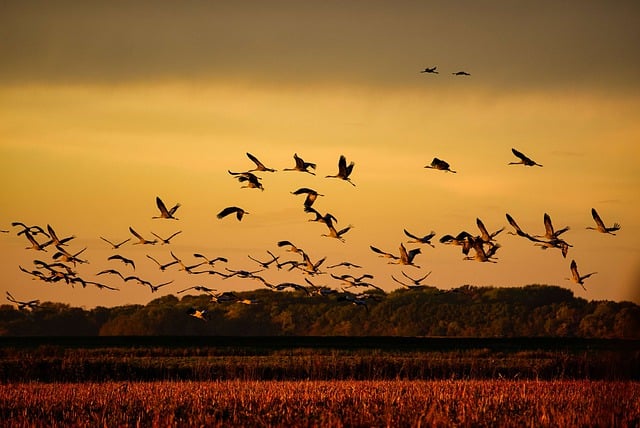 Free download sunset cranes birds flock nature free picture to be edited with GIMP free online image editor