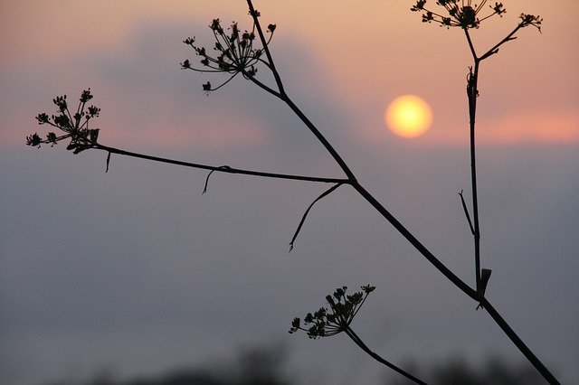 Unduh gratis Sunset Fennel Sun - foto atau gambar gratis untuk diedit dengan editor gambar online GIMP