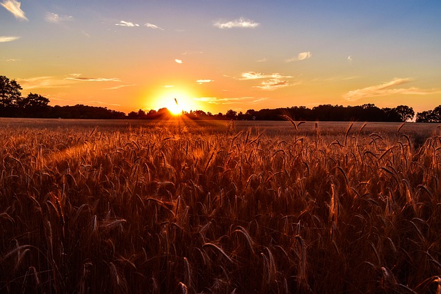 Free download sunset field country sun summer free picture to be edited with GIMP free online image editor