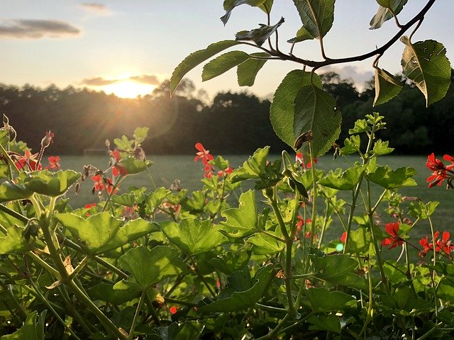 ดาวน์โหลดฟรี Sunset Field Landscape - ภาพถ่ายหรือรูปภาพฟรีที่จะแก้ไขด้วยโปรแกรมแก้ไขรูปภาพออนไลน์ GIMP